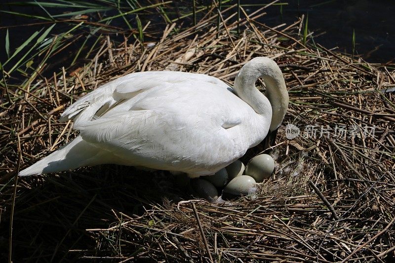 意大利提契诺河，白天鹅在巢中产卵