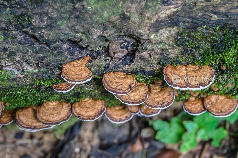 热带雨林中腐烂木材上的蘑菇