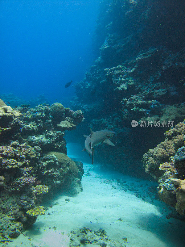 白鲨在澳大利亚大堡礁的珊瑚群中滑行