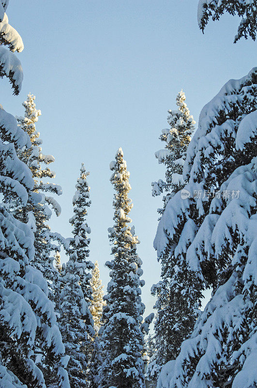 阿拉斯加冬天的树木