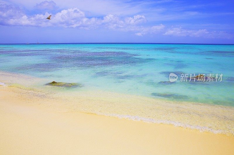 鹈鹕海鸟飞过阿鲁巴热带海滩，绿松石泻湖，夏季天堂-荷属安的列斯群岛，加勒比海蓝色的海