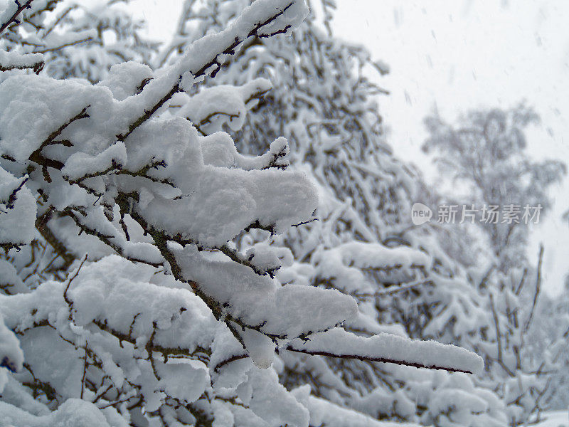 树枝上的雪