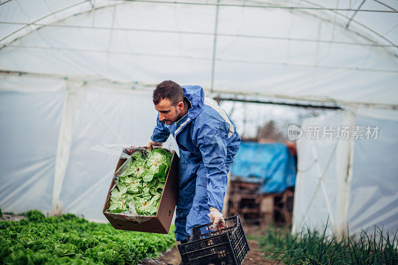 忙碌的农民