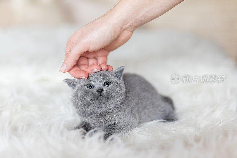 一只灰色的小猫被一个女人的手抚摸着