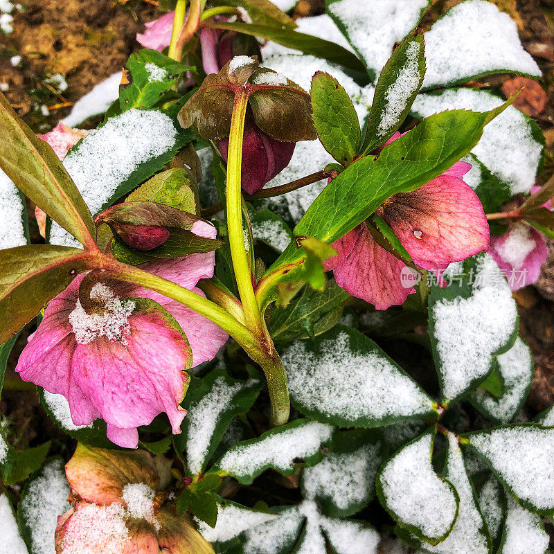 Hellebore在雪地里