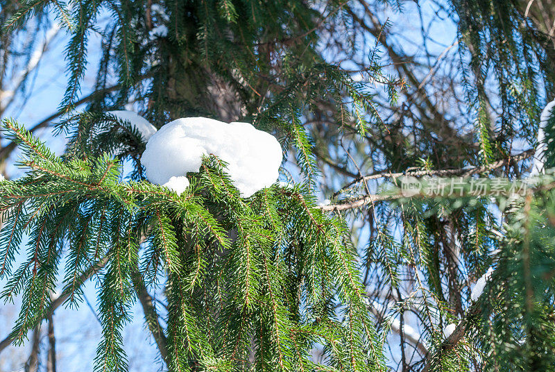 冬天的针叶林中覆盖着蓬松雪的云杉的树枝