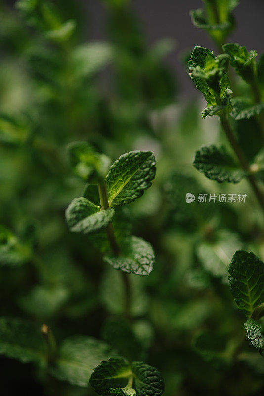 牛至药草近的绿色药草植物