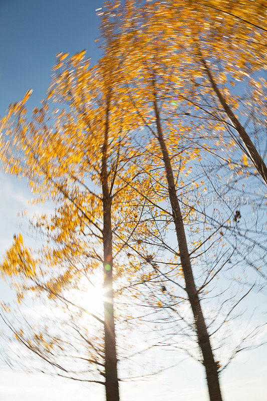 模糊运动的秋天白杨树