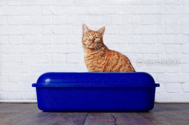 小黄猫坐在猫砂盒里
