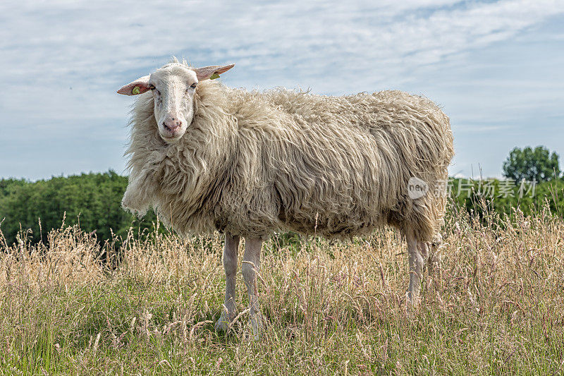 荷兰地里长着长草的带标记的羊