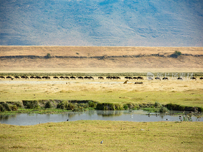 蓝角马沿着恩戈罗戈罗火山口的地面直线行走，坦桑尼亚，非洲。