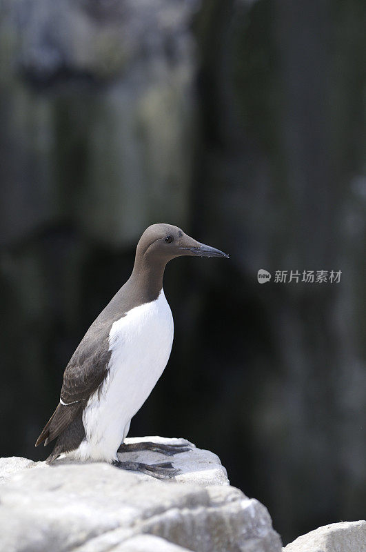 白喉(乌里亚阿尔热)