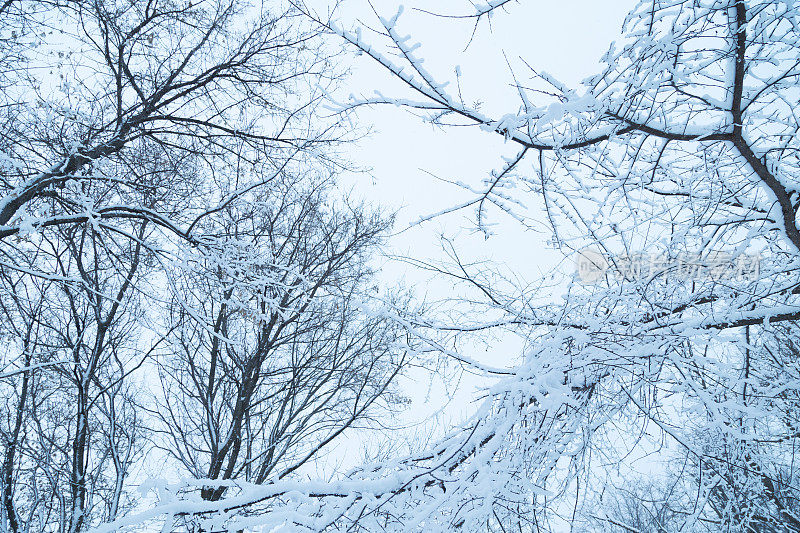 雪顶