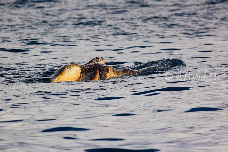斯里兰卡，印度洋上的绿海龟正在交配