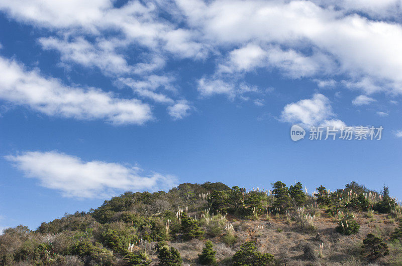 多云天空下的潘帕斯草覆盖的小山