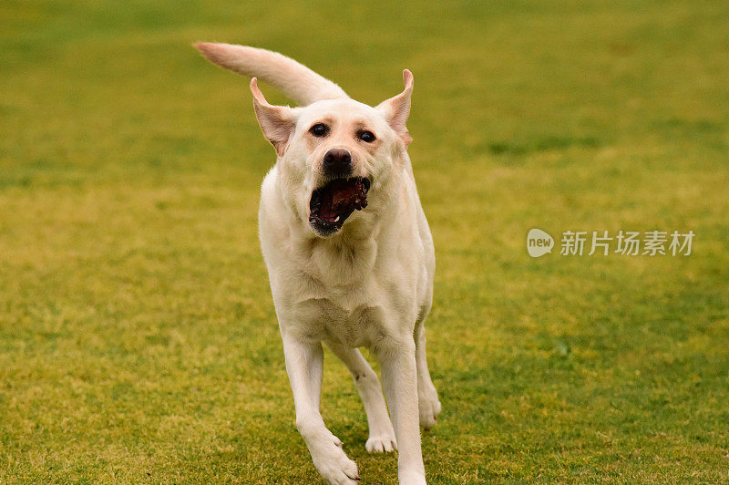 一只在玩松果的拉布拉多猎犬