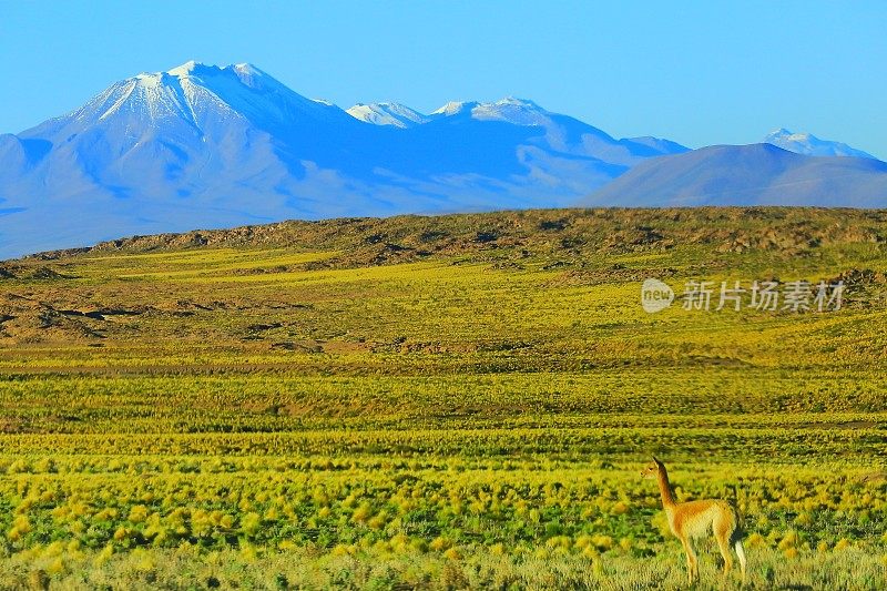 小羊驼，野生动物在安第斯高原和田园诗般的阿塔卡马沙漠，火山景观全景-安托法加斯塔地区，智利安第斯，智利，Bolívia和阿根廷边境