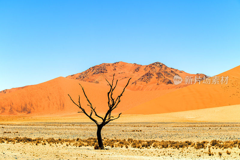 死树和沙丘，Sossusvlei，纳米比亚