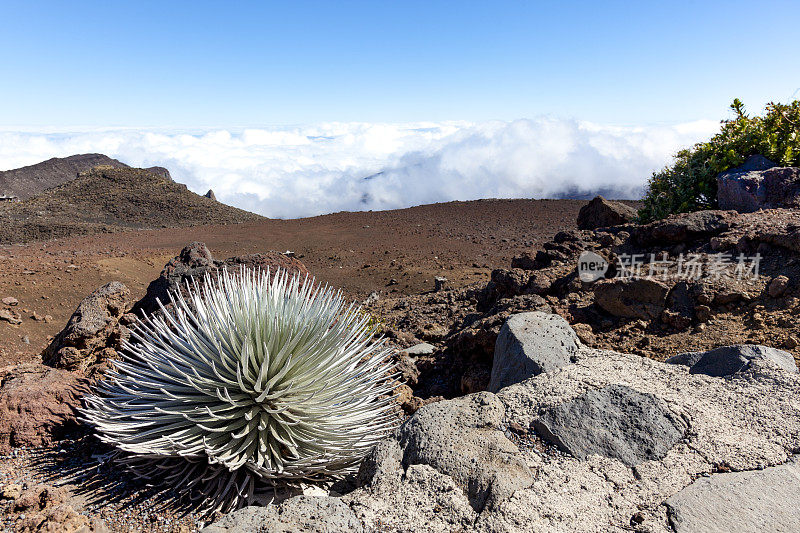 夏威夷毛伊岛哈雷阿卡拉火山银字植物