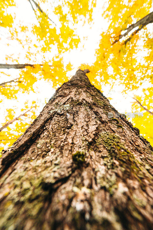 秋天的树低角度在新英格兰的观点