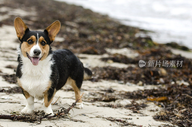 在海滩上，一只柯基犬正站在镜头前