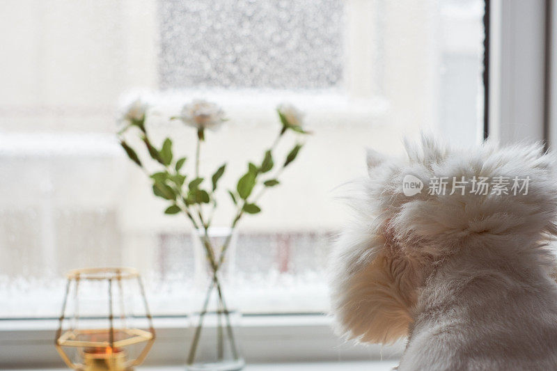 窗外是暴雪日