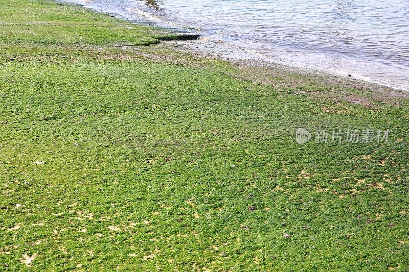 海藻在海滩