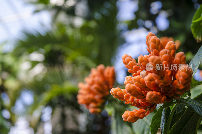 兰花温室在丹尼尔斯托植物园