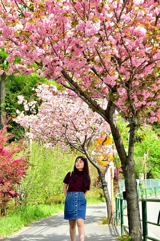 年轻的日本女人走在樱花下