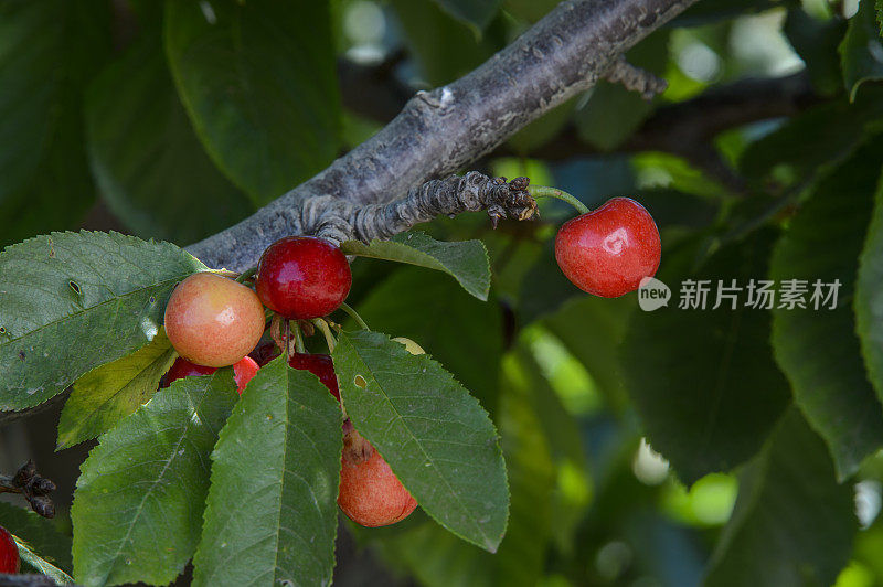 树上成熟的樱桃的特写