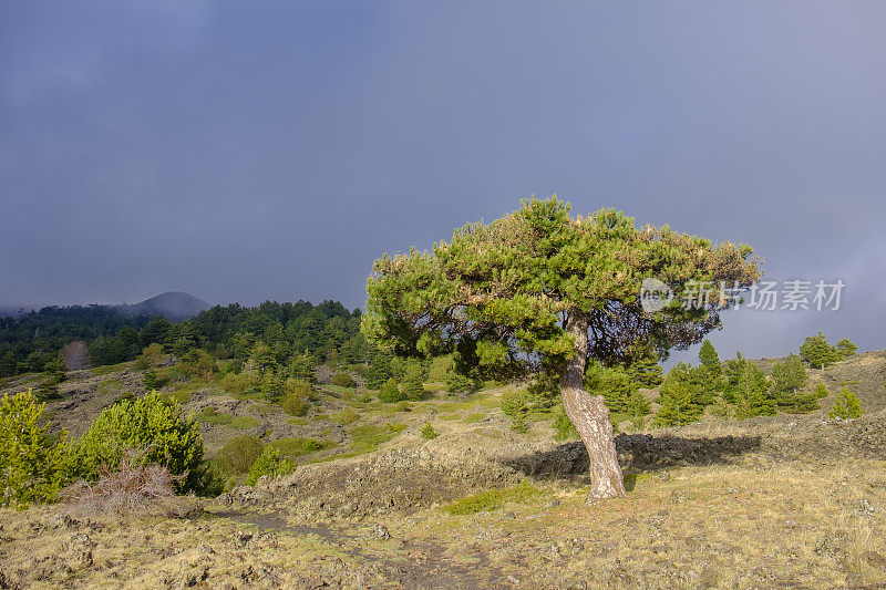 埃特纳公园，西西里地区的自然保护区(意大利)