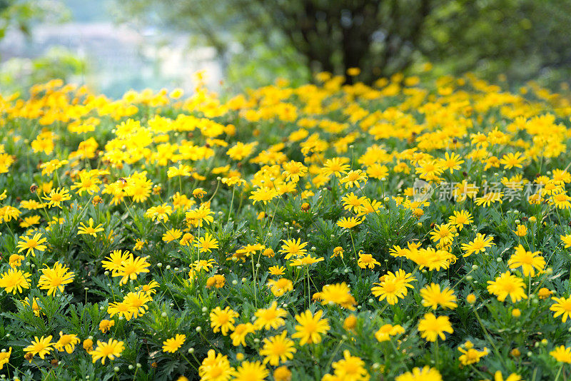 菊花的背景