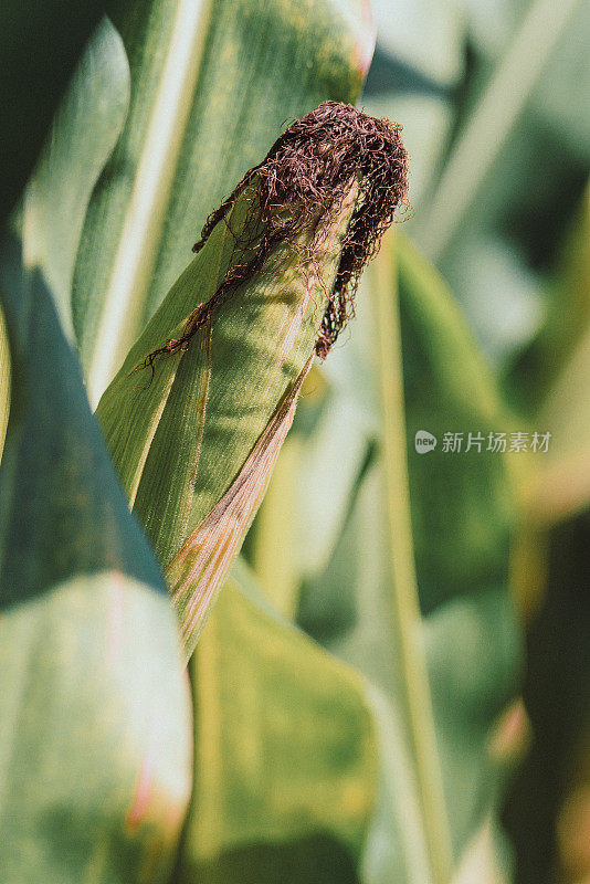 玉米，边缘和生长中的植物