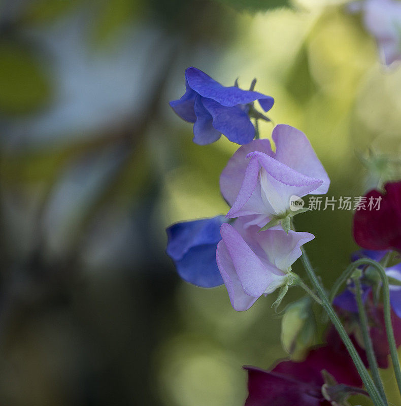 甜豌豆,特写