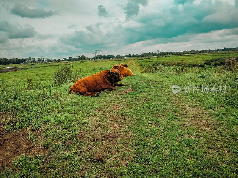 高地上的奶牛，静静地坐在美丽的风景里