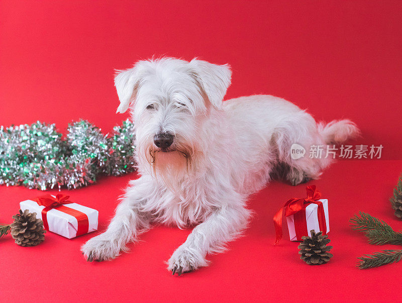 雪纳瑞犬圣诞节