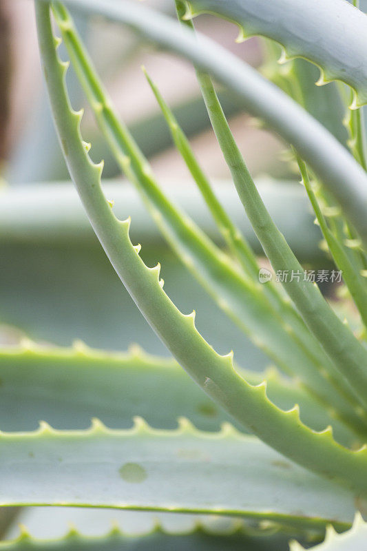 芦荟植物的特写