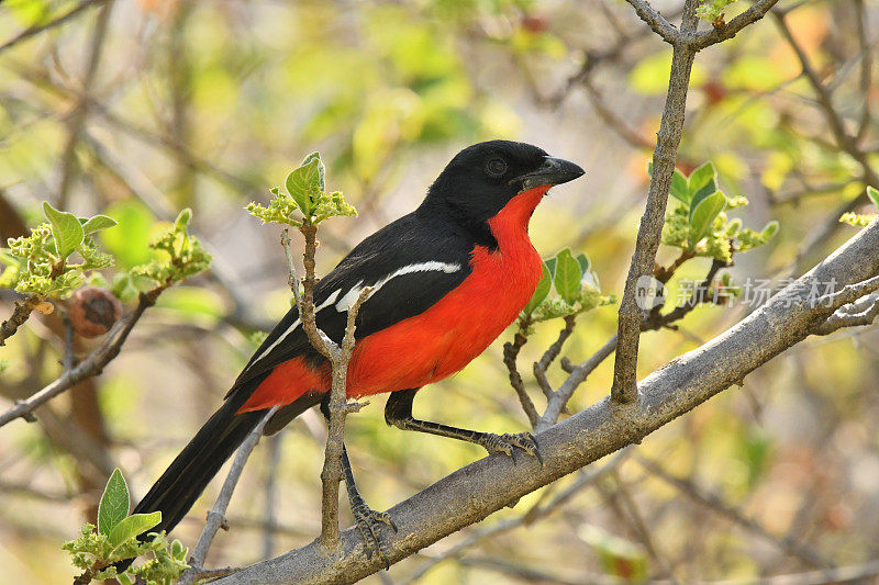 Crimson-breasted伯劳鸟