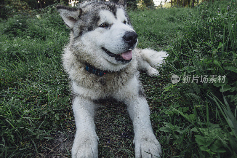 美丽的雪橇犬躺在草地上，戴着gps项圈