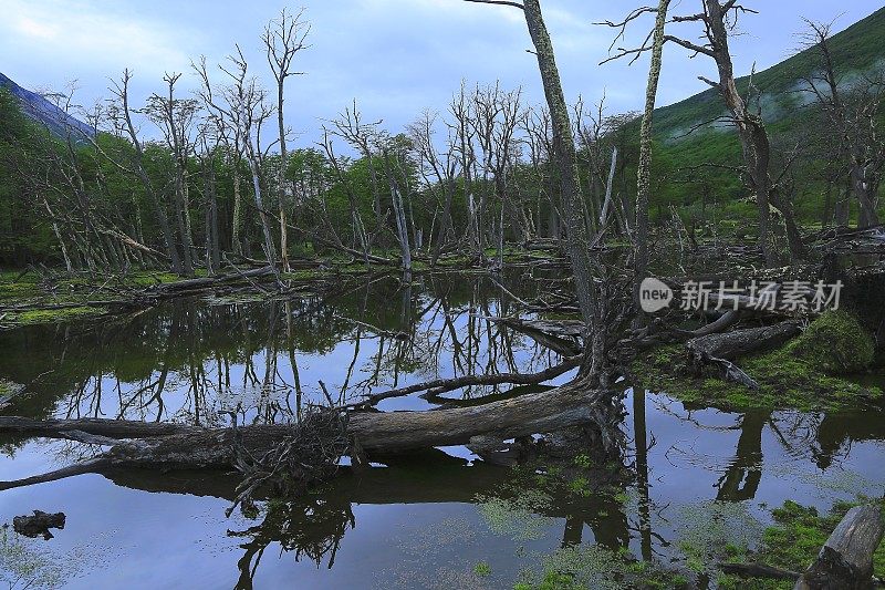 海狸水坝和森林砍伐景观，乌斯怀亚-火地岛，阿根廷