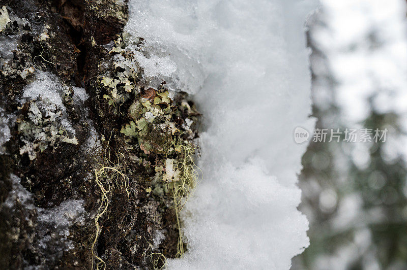 冬天树上的地衣和苔藓