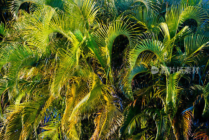 佛罗里达迈阿密热带绿色棕榈树的自然背景