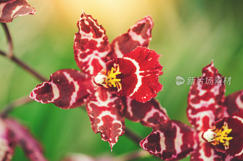 红色的石斛兰兰花