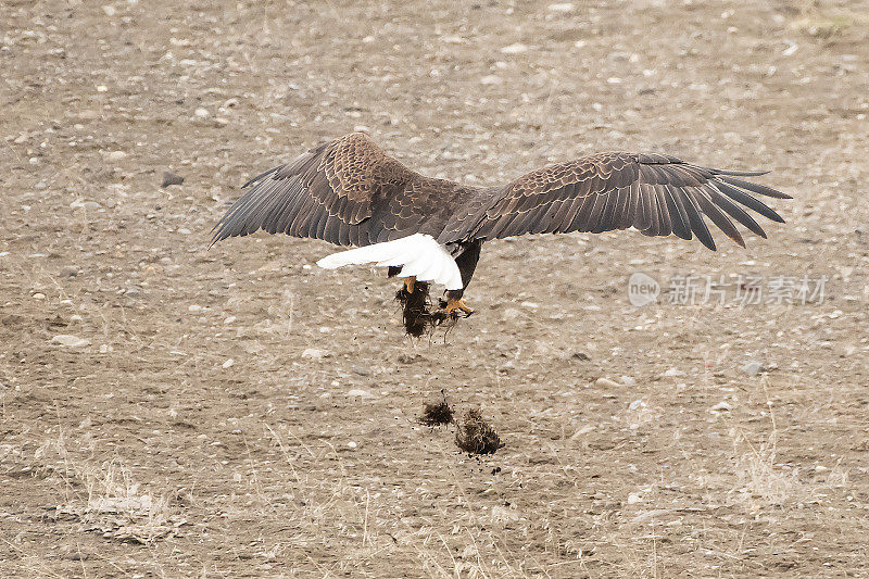 在美国黄石公园捡筑巢毛皮的秃鹰