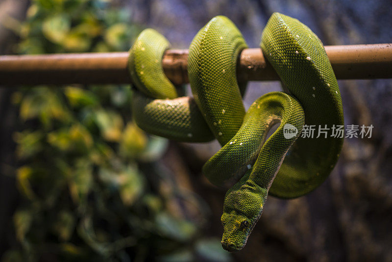 盆景中树上的绿树蟒蛇