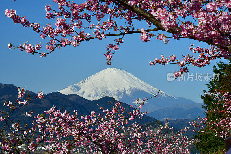 富士山和樱花