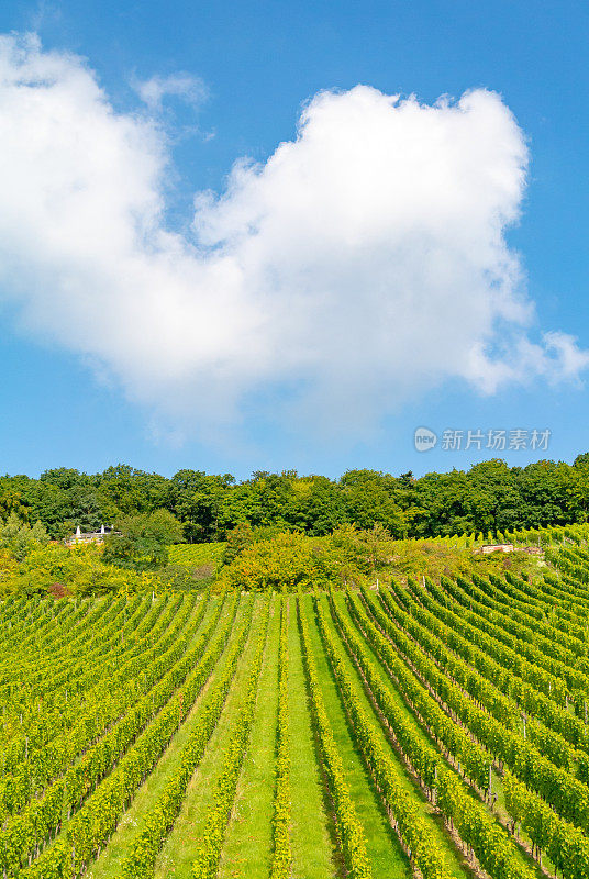 葡萄园在低森林纪念碑纪念碑Rüdesheim，德国