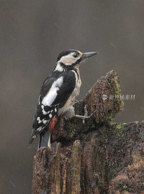 雨中的大斑点啄木鸟