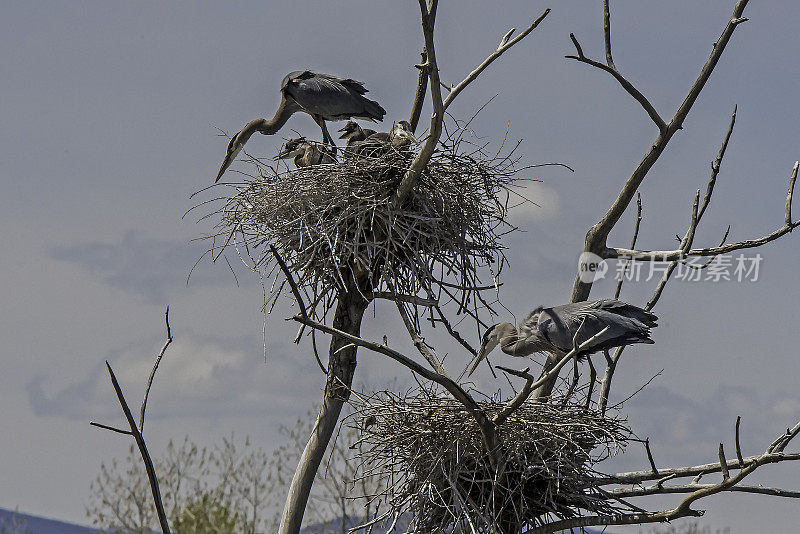 大蓝鹭和雏鸟栖息在巢中