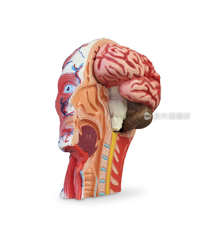头部和面部解剖模型
